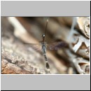 Gasteruption cf jaculator - Gichtwespe w02e 15mm.jpg